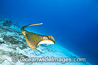 Blue-spotted Fantail Stingray Taeniura lymma Photo - Gary Bell