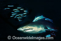 Grey Nurse Shark Carcharias taurus Photo - Gary Bell