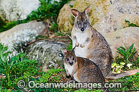 Red-necked Pademelon Thylogale thetis Photo - Gary Bell