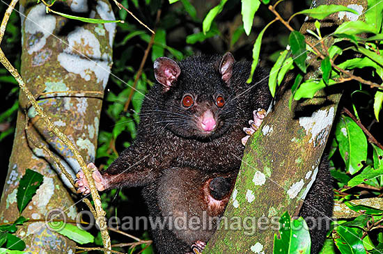 Mountain Brushtail Possum Trichosurus caninus photo Mountain Brushtail Possum Trichosurus caninus photo