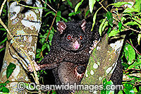 Mountain Brushtail Possum Trichosurus caninus Photo - Gary Bell