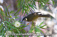 Lewin's Honeyeater Meliphaga lewinii Photo - Gary Bell