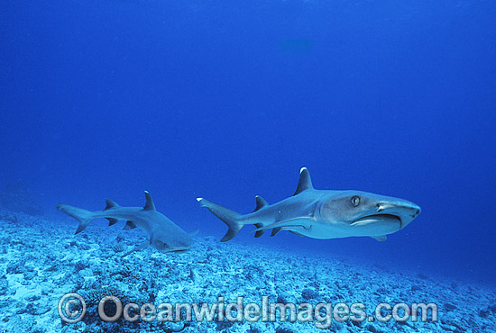 Whitetip Reef Sharks Triaenodon obesus photo Whitetip Reef Sharks Triaenodon obesus photo