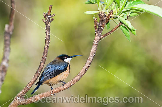 Eastern Spinebill photo Eastern Spinebill photo