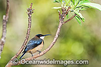 Eastern Spinebill Photo - Gary Bell
