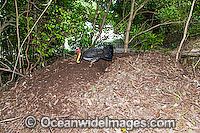 Australian Brush Turkey attending nest mound Photo - Gary Bell