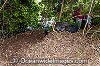 Australian Brush Turkey male & female Photo - Gary Bell