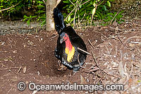 Australian Brush Turkey attending nest mound Photo - Gary Bell