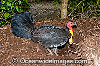 Australian Brush Turkey attending nest mound Photo - Gary Bell