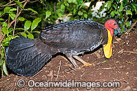 Australian Brush Turkey attending nest mound Photo - Gary Bell
