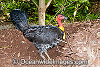 Australian Brush Turkey on nest mound Photo - Gary Bell