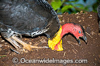 Australian Brush Turkey attending nest mound Photo - Gary Bell