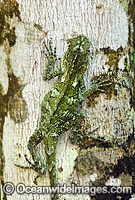 Southern Angle-headed Dragon Photo - Gary Bell