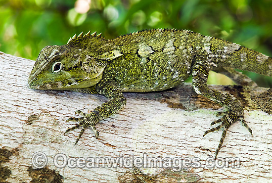 Angle-headed Dragon Hypsilurus spinipes photo Angle-headed Dragon Hypsilurus spinipes photo