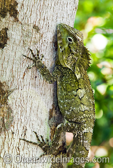 Dragon Hypsilurus spinipes photo Dragon Hypsilurus spinipes photo