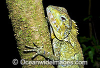 Southern Angle-headed Dragon Hypsilurus spinipes Photo - Gary Bell