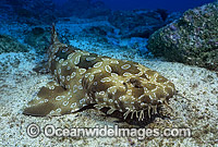 Spotted Wobbegong Shark Orectolobus maculatus Photo - Gary Bell