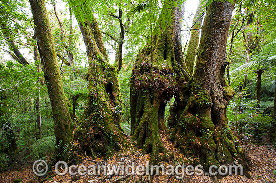 Antarctic Beech Trees Nothofagus moorei photo