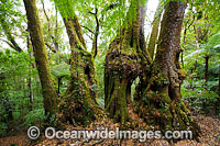 Antarctic Beech Trees Nothofagus moorei Photo - Gary Bell