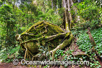 Boulder covered in buttress tree roots Photo - Gary Bell