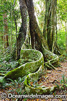 Lamington National Park Rainforest Photo - Gary Bell