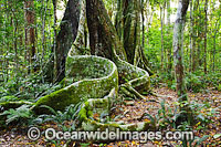 Lamington National Park Rainforest Photo - Gary Bell