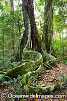 Buttress Trees Lamington National Park Photo - Gary Bell