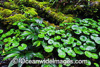 Lamington National Park Rainforest Photo - Gary Bell