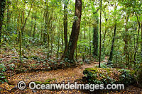 Rainforest Lamington National Park Photo - Gary Bell