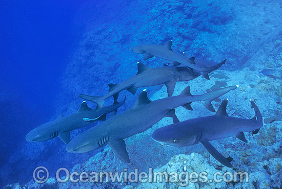 Whitetip Reef Sharks photo