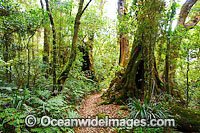 Antarctic Beech Trees Nothofagus moorei Photo - Gary Bell