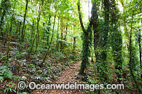 Lamington National Park Rainforest Photo - Gary Bell