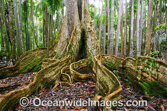 Blue Quandong Tree photo
