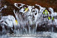 Lamington National Park Waterfall Photo - Gary Bell