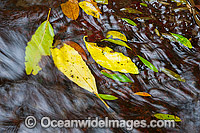 Lamington National Park Waterfall Photo - Gary Bell