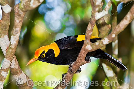 Regent Bowerbird male photo
