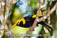 Regent Bowerbird male Photo - Gary Bell