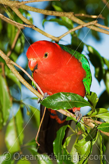 King Parrot Alisterus scapularis photo