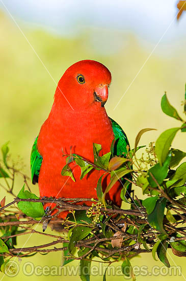 King Parrot photo