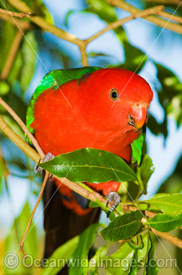 King Parrot Alisterus scapularis photo