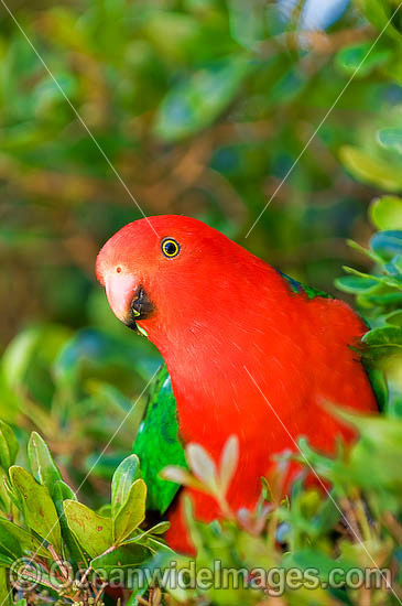 King Parrot Alisterus scapularis photo
