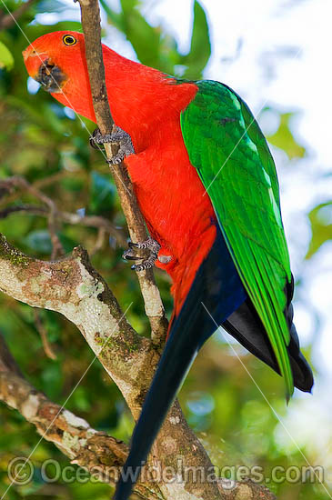 King Parrot photo