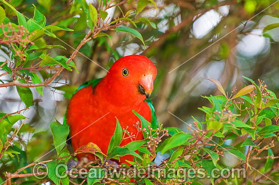King Parrot Alisterus scapularis photo