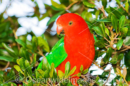 King Parrot photo