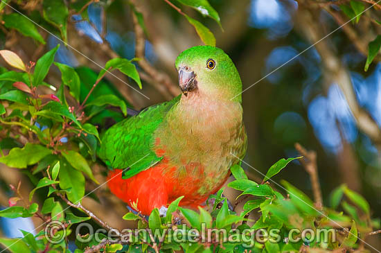 King Parrot Alisterus scapularis photo
