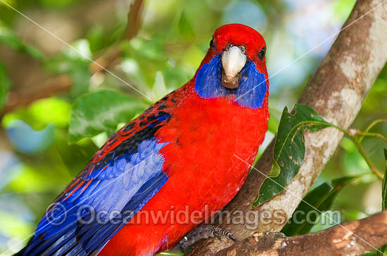 Crimson Rosella Platycercus elegans elegans photo