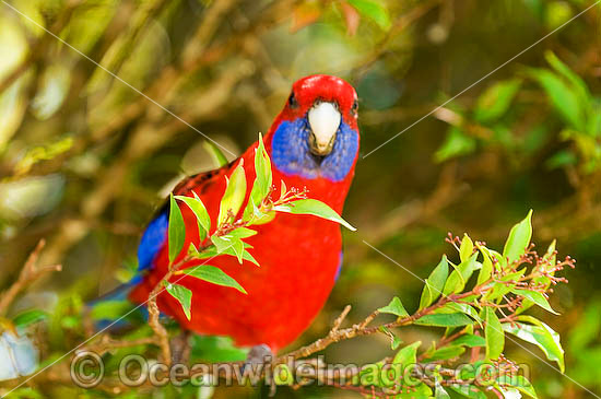 Crimson Rosella photo