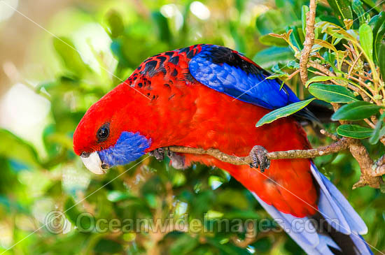 Crimson Rosella Platycercus elegans elegans photo
