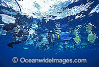 Marine Pollution plastic bags Photo - Gary Bell