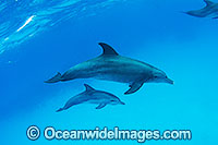 Bottlenose Dolphin pair Photo - Karen Willshaw